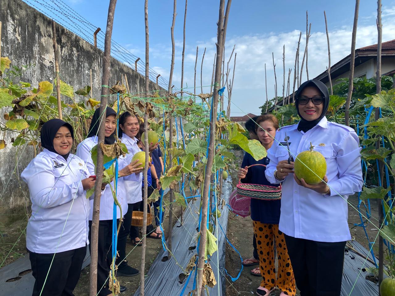 Lapas Perempuan Pekanbaru Sukses Panen Perdana Melon di Area SAE