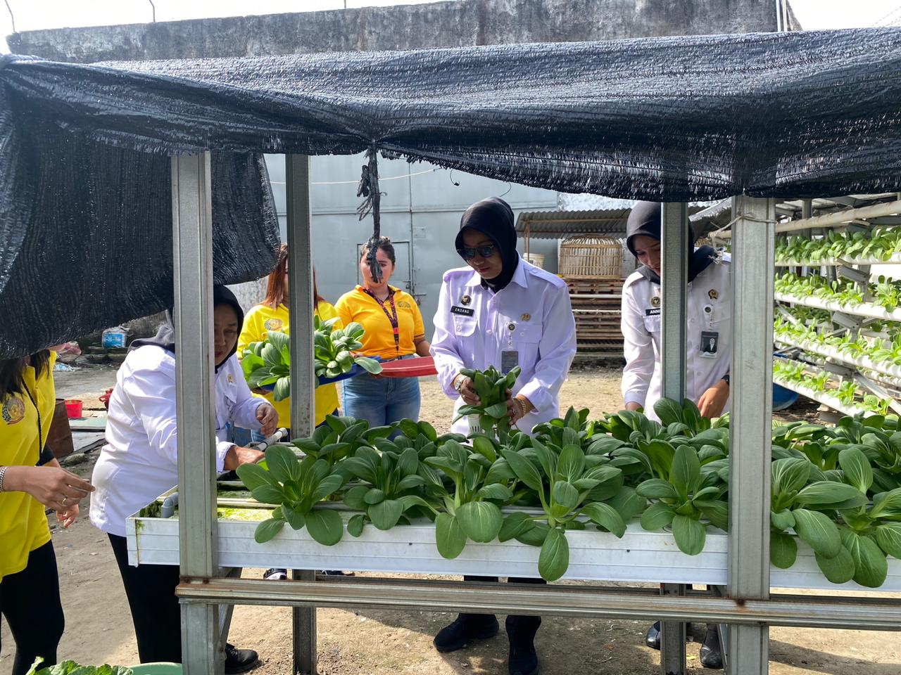 Dukung Ketahanan Pangan, Lapas Perempuan Pekanbaru Sukses Panen Raya di Area SAE