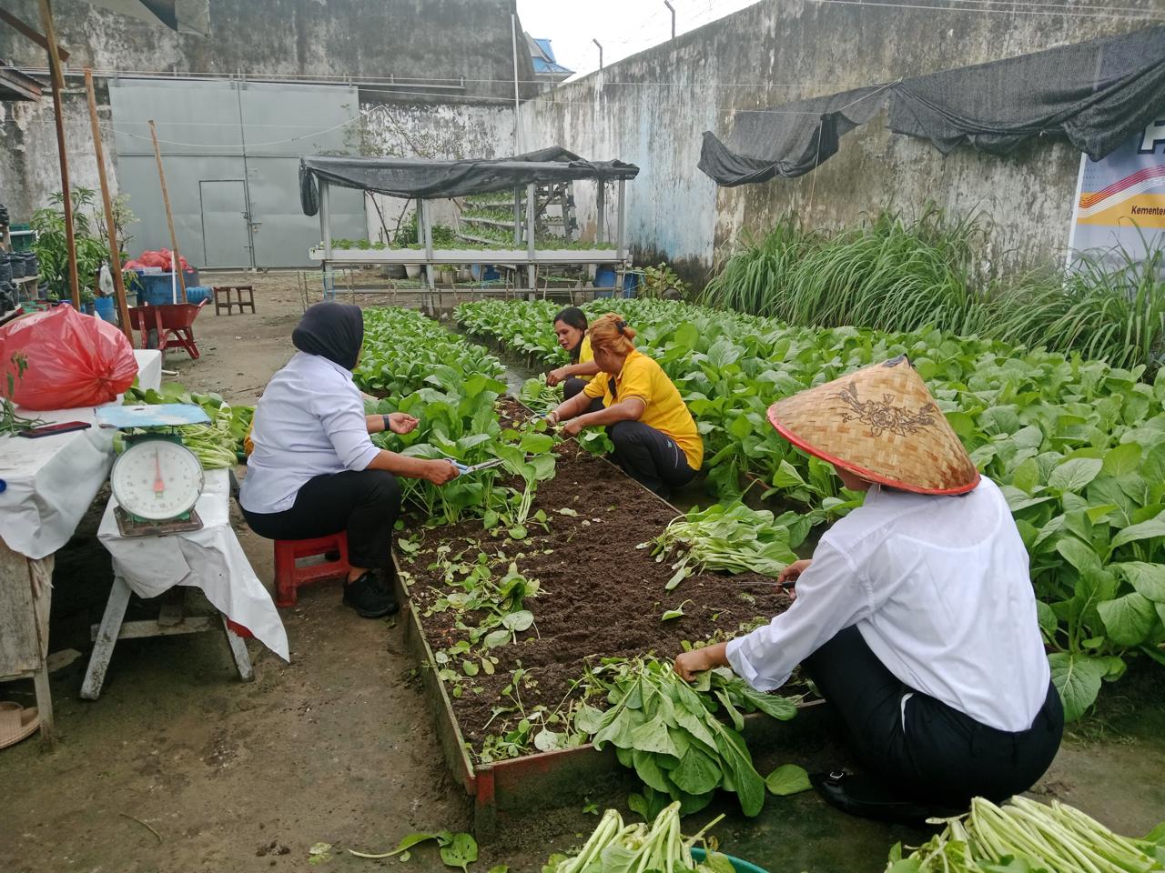 Hijau Segar di Balik Tembok Tinggi: Lapas Perempuan Pekanbaru Panen Kangkung dan Sawi hasil Pertanian Warga Binaan