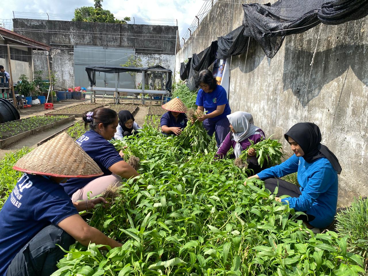 Dukung Ketahanan Pangan, Lapas Perempuan Pekanbaru Panen Belasan Kilogram Sayur dari Area SAE